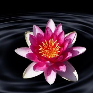 Meet your Posher, Liz